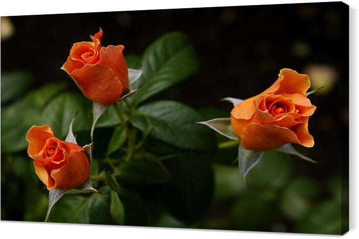 flowers_013